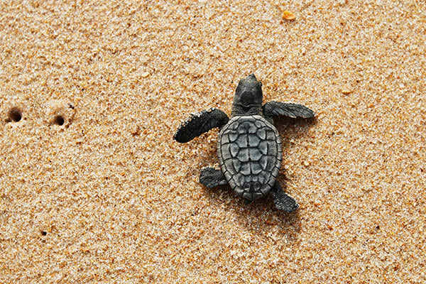 Sea Turtle Nesting Season: How Beachgoers Can Help Protect One of the Ocean’s Most Ancient Travelers